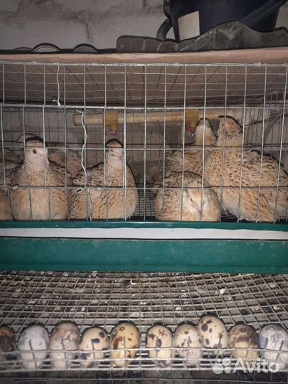 Лпх всё натуральное и экологически чистое