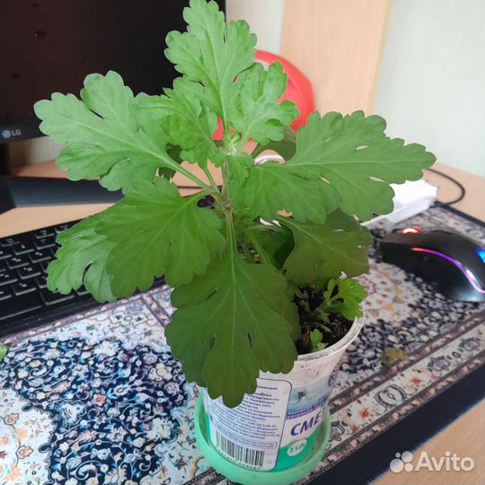 Хризантема