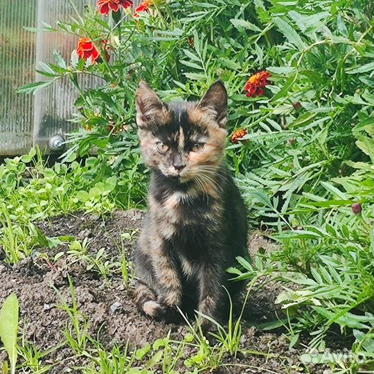 Котятки