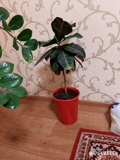 Цветок кратон