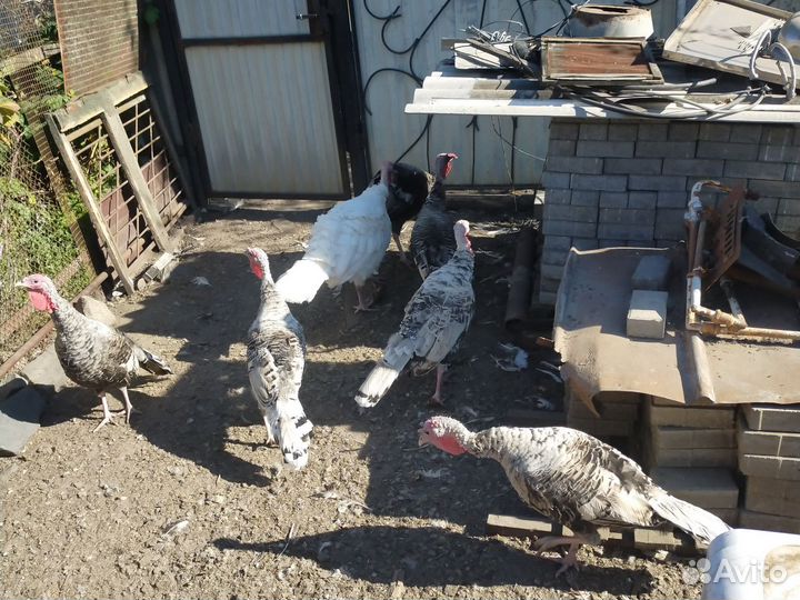 Домашняя птица