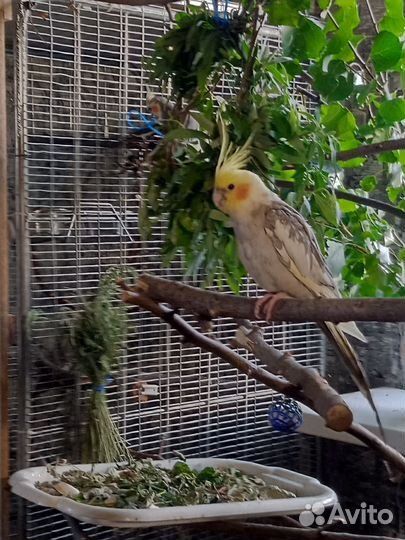 Попугай корелла