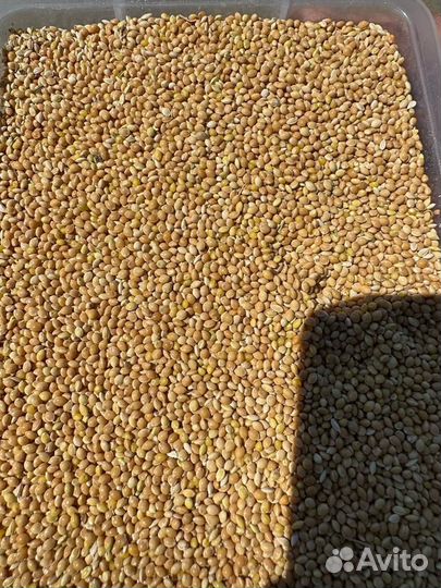 Просо желтое