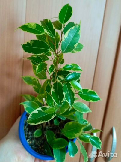 Фикус бенджамина Кинки