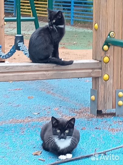 Котята в добрые руки бесплатно