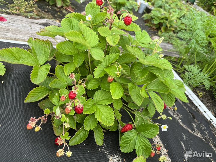 Земляника ремонтантная рассада