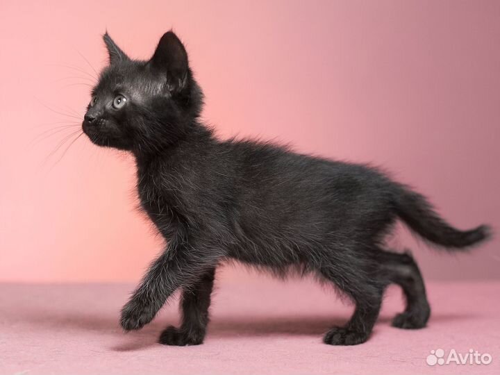 Котята 2.5 месяца в дар