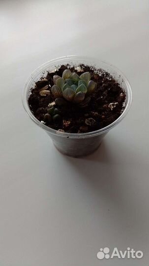 Хавротия Купера