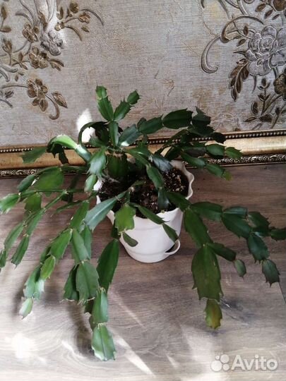 Декабрист шлюмбергера