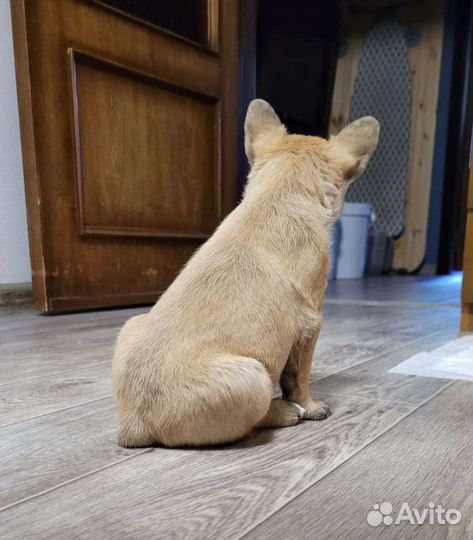 Собаки щенки