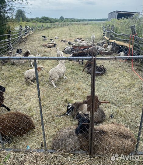 Овцы бараны ягнята