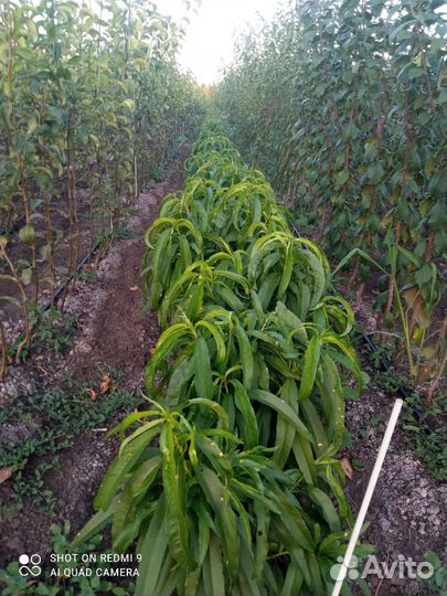 Саженцы плодовых деревьев