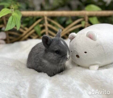 Карликовые Кролики из Питомника, Привитые