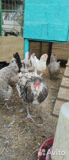 Инкубационные яйцо Амераукан