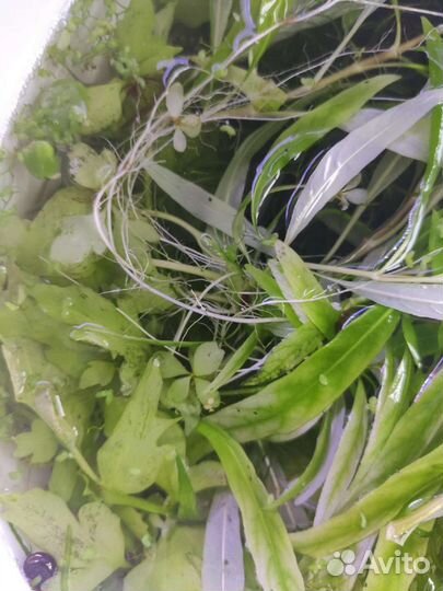 Прополка-пистия,папоротник, лимонник,риччия