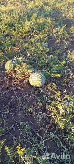 Арбуз холодок