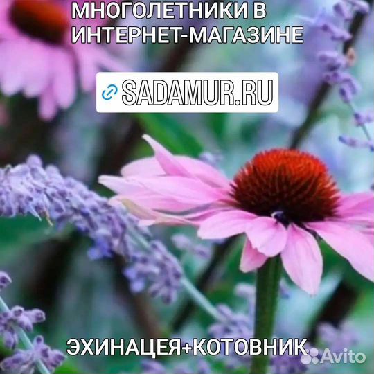 Гортензии, розы, пионы, многолетники