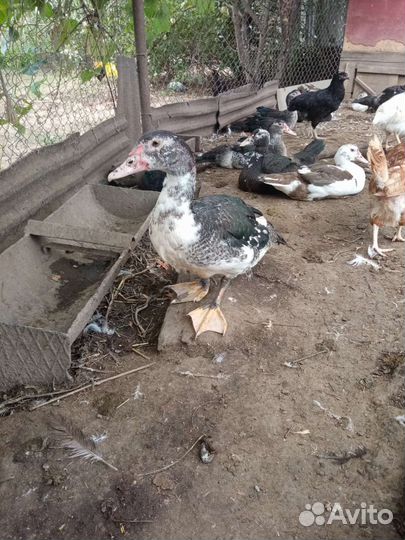 Мускусные утки и подсадные