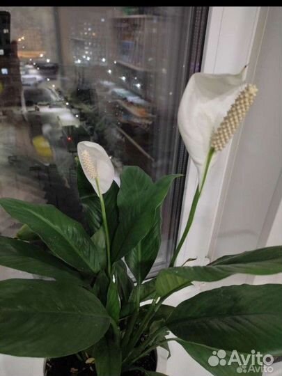 Женское счастье Спатифилум