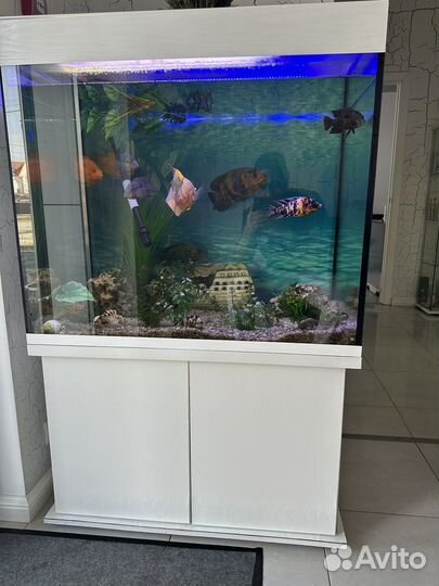 Аквариум с тумбой и рыбками