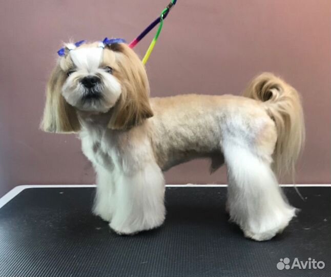 Стрижка собак и кошек Кудепста