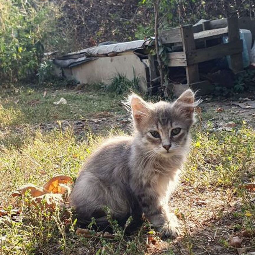 Котята в добрые руки бесплатно