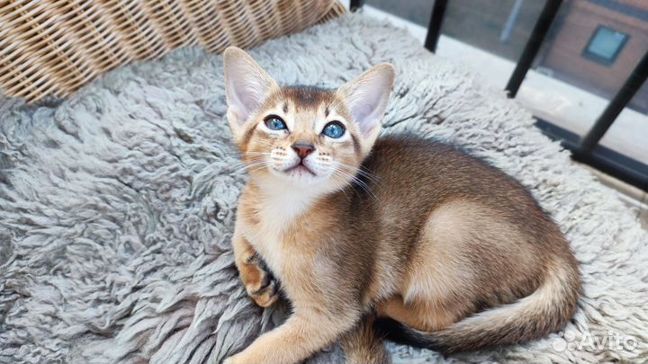 Абиссинские котята