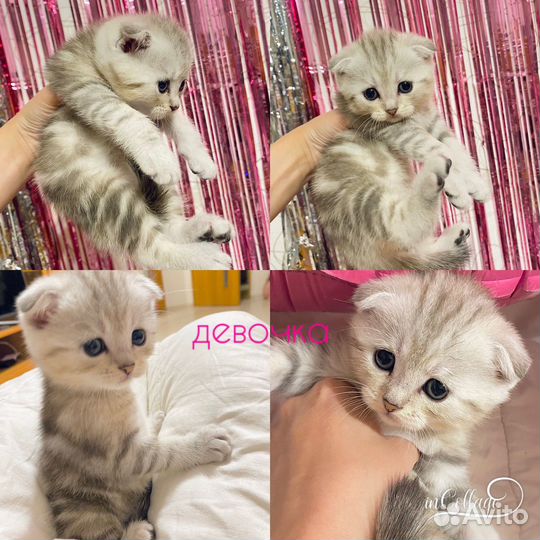 Шотландские котята