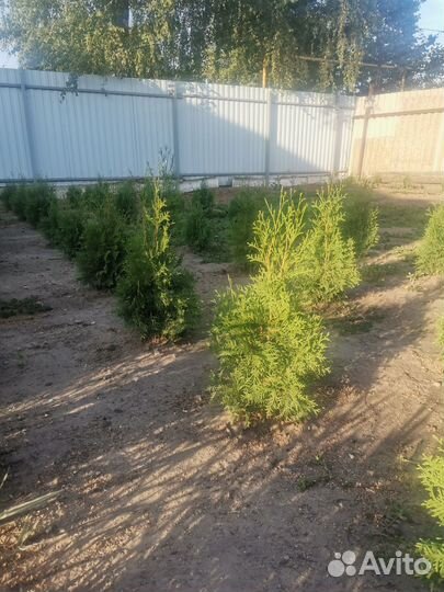 Туя смарагд