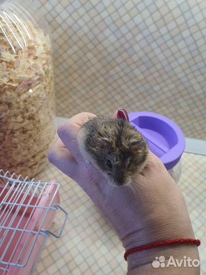 Клетка для джунгарского хомяка с хомяком