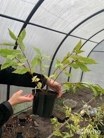 Дерен Шпета