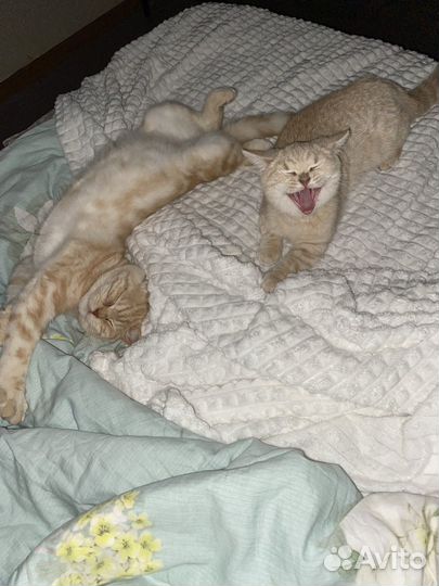 Домашние животные кошки