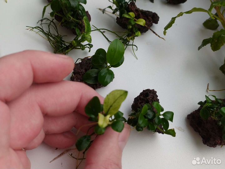 Анубиасы разных видов