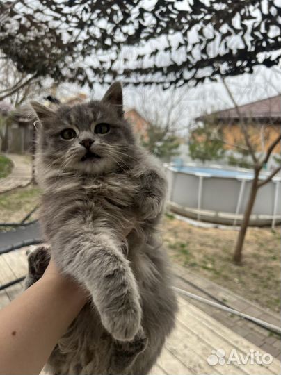 Котик бесплатно