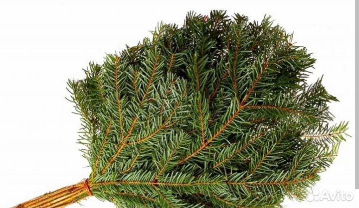 Веники пихта