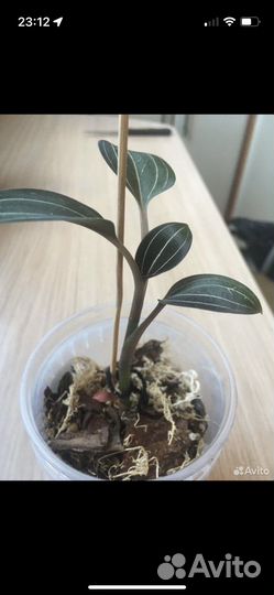 Орхидея лудизия