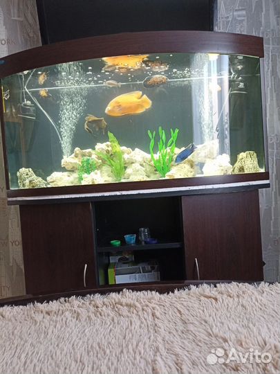 Аквариум
