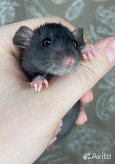 Крысята дамбо