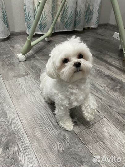 Кобель мальтезе вязка