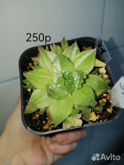 Суккуленты #1