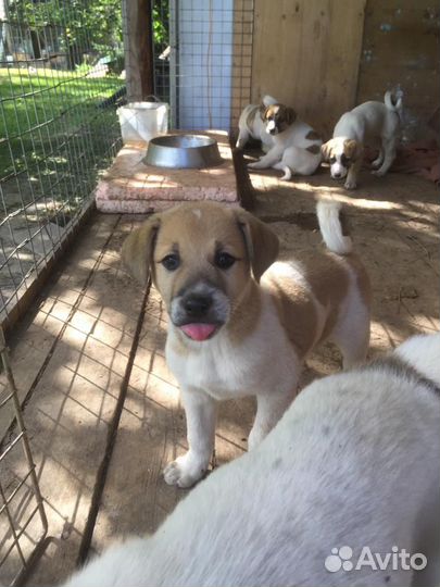 Щенки бесплатно