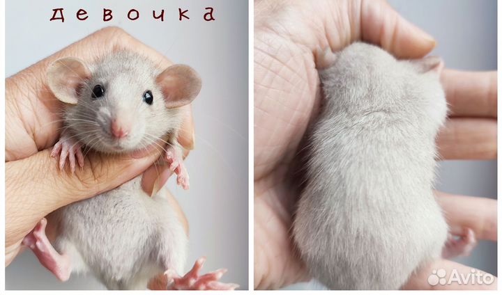 Крыса. Крысята Дамбо. Актуальные фото