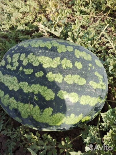 Арбуз оптом