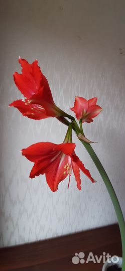 Амариллис