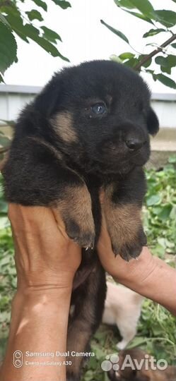 Щенки в добрые руки даром