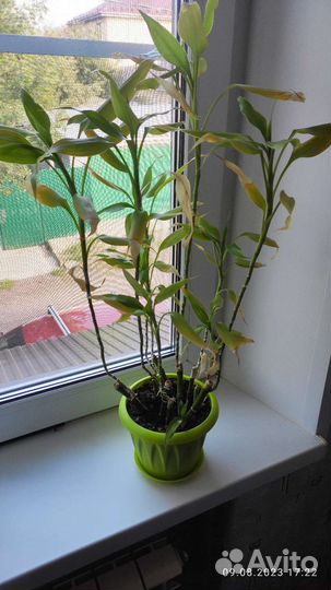 Драцена сандера 