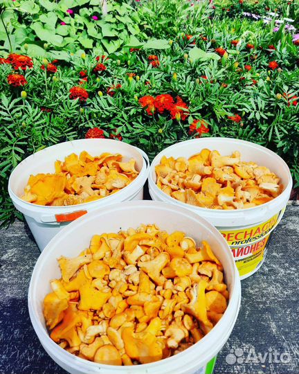 Лисички/Черноплодка/Описание читайте