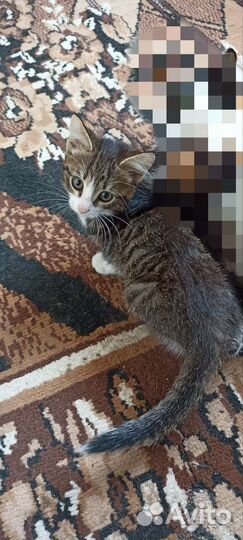 Котята короткошерстные
