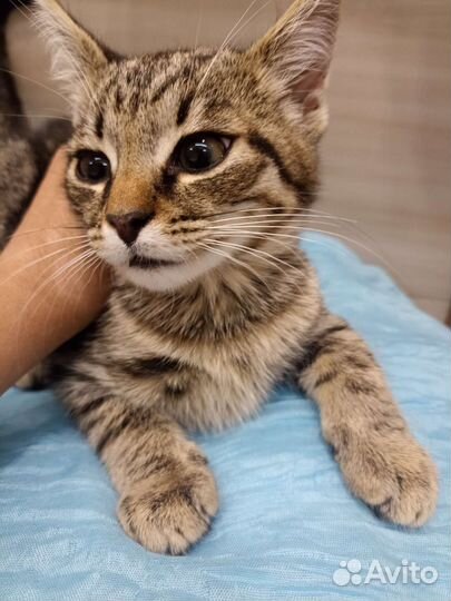 Котенок в добрые руки