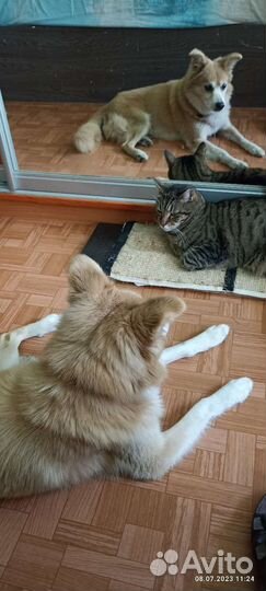 Передержка на время отпуска домашняя, зооняня